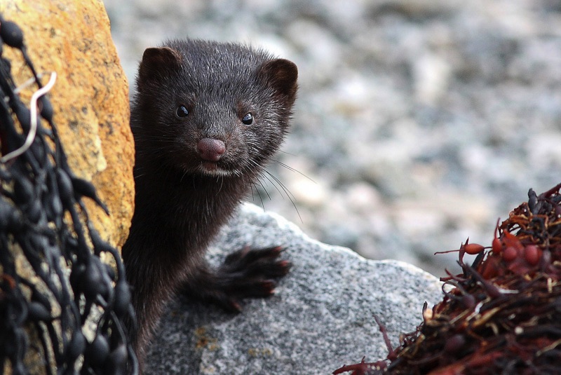 wildlife Lofoten